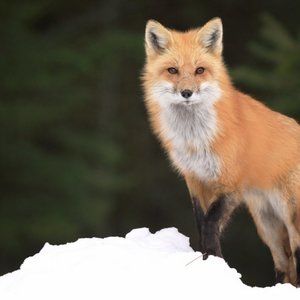 Meet your Posher, Isaiah